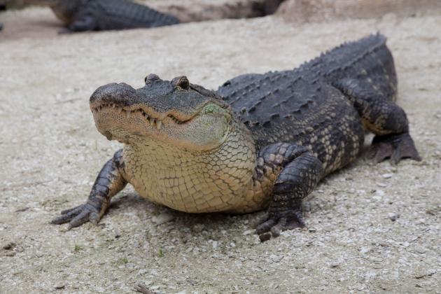 Gator Week at Wild Florida begins Monday. (Photo/Wild Florida)