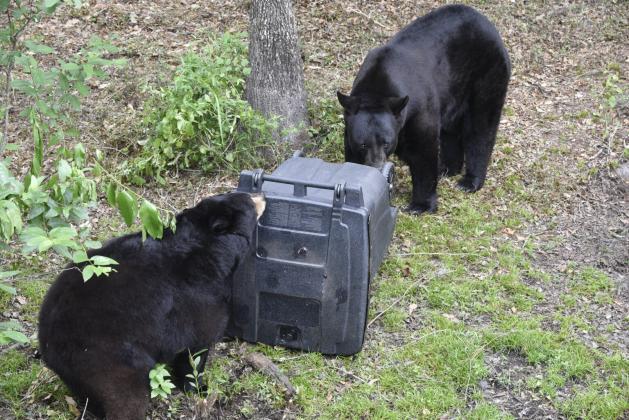 While supporters of a hunt call it a “biologically sound method to slow population growth, resulting in a healthy and well-managed Florida black bear population for the future,” critics say unsecured trash cans are a major problem in the bear population. (Photo/FWC)