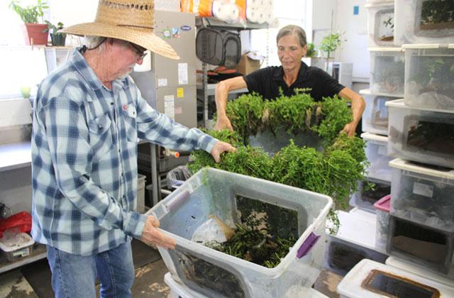 “Butterfly Dan” Dunwoody and Jennifer check the status of caterpillars in a climate-controlled breeding room to help raise feed plants and butterflies for exhibits across the United States. (Photo/Terry Lloyd)
