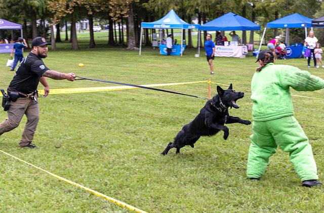 St. Cloud Police’s K9 unit perform a tactical exercise for attendees of the Oct. 6 local event for National Night Out at the St. Cloud Lakefront. (Photo/Taylor McFee)