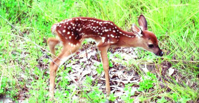 PHOTO/FWC