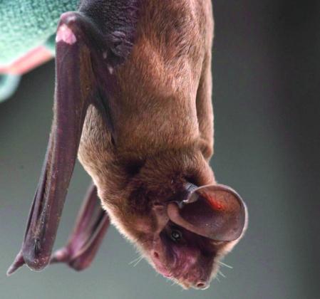The Florida Bonneted Bat is thought to be the rarest bat in the world. PHOTO/DUSTIN SMITH, BAT CONSERVATION INTERNATIONAL