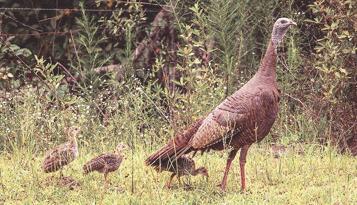 The Florida Fish and Wildlife Conservation Commission needs you to report all wild turkey sightings from now until Aug. 31. (Photo/FWC)
