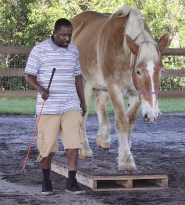 A veteran walks 1,700-pound Goldie across the “Bridge,” hands free as Dr. Kassel looks on. PHOTOS/TERRY LLOYD