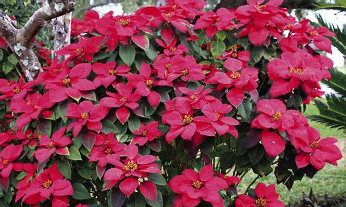 It is necessary to study our microclimates in our own yards.  I have a list of plants which permanently froze to death in my yard before I did this. Included are Foxtail palms, mango, avocado, poinsettia (pictured), cocoplum, and anthurium. PHOTO/EXTENSION SERVICES