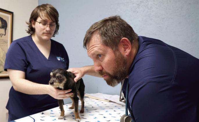 Dr. Michael Sturgeon examines a dog at Animal Veterinary Clinic in Gainesville. PHOTO/ VALENTINA SARMIENTO/UNIVERSITY OF FLORIDA
