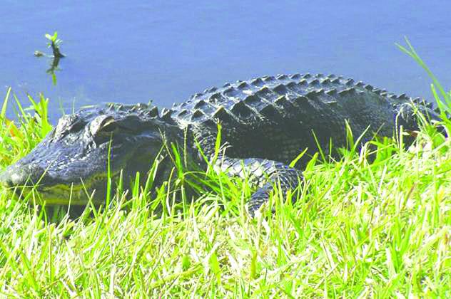 With alligator mating season upcoming, FWC has tips for co-existing with the state’s official reptile. (File Photo)