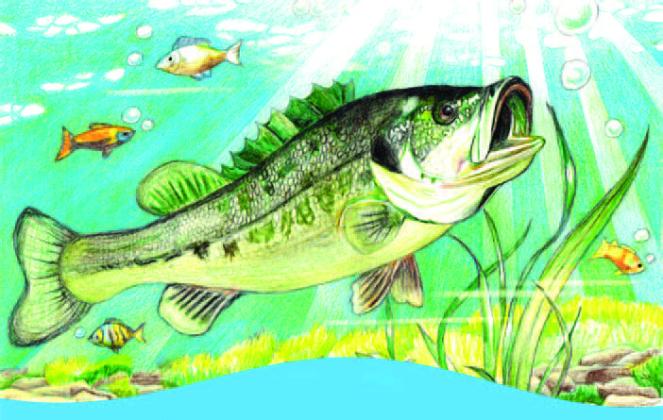 Students statewide in grades K-12 can enter the Florida Fish and Wildlife Conservation Commission’s Fish Art Contest. PHOTO/FWC