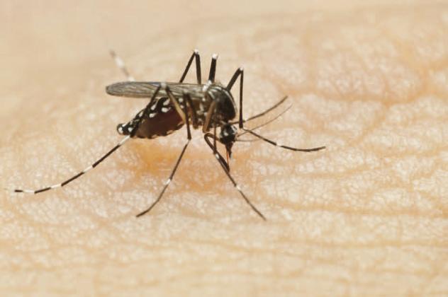 This little mosquito can bring deadly disease like malaria, which has been detected in Southwest Florida this year. Wear sleeves and repellant with DEET to stay safe. PHOTO/METRO