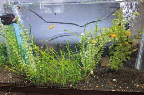 Osceola High marine sciences teacher Hayes has procured a series of grants to fund his classroom teaching lab. SUBMITTED PHOTO