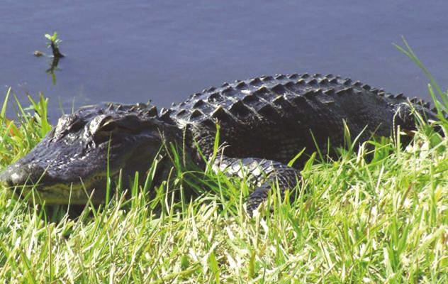 The Florida Fish and Wildlife Conservation Commission (FWC) recommends taking precautions when in and around the water. This is why. SUBMITTED PHOTO