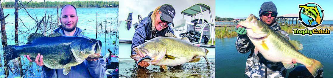 Bass over state legal bag or length limits are now briefly allowed when participating in FWC documentation programs, such as TrophyCatch, the FWC has reported. PHOTO/FLORIDA FWC