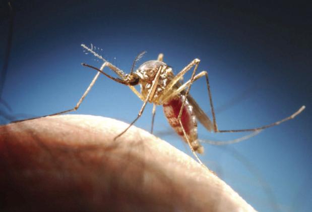 A mosquito prepares to feed. PHOTOS/UF IFAS
