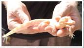 The seventh baby albino gator born at Wild Florida since 2020. PHOTO/TERRY LLOYD