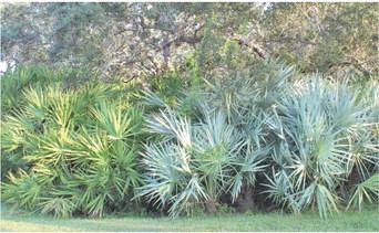 A common mixed palmetto area. PHOTO/SANDI SWITEK