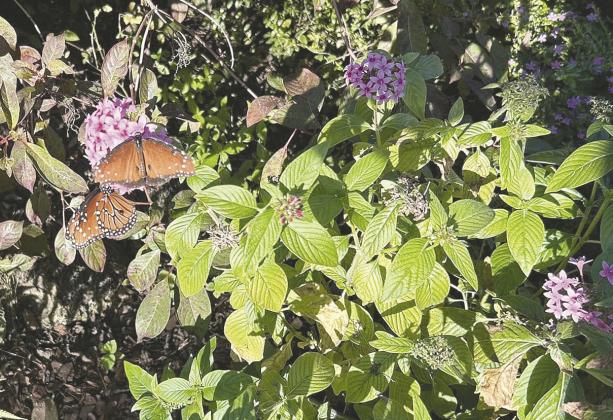 PHOTOS/GOOD SAMARITAN VILLAGE A butterfly finds a nice spot on Mary Lou Amerman’s hand at a Nov. 27 event at Good Samaritan Village’s butterfly garden that honored its founders and celebrated its 25th year.