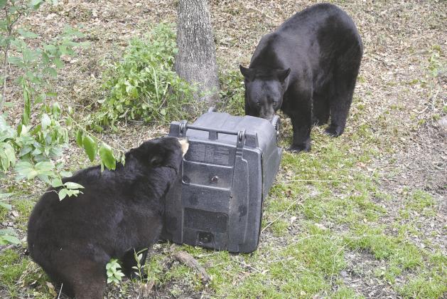 While supporters of a hunt call it a “biologically sound method to slow population growth, resulting in a healthy and well-managed Florida black bear population for the future,” critics say unsecured trash cans are a major problem in the bear population. (Photo/FWC)