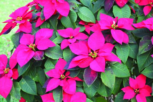 With proper care, your Christmas poinsettias can bloom and thrive. PHOTO/SANDI SWITEK