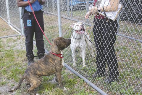 Two of the dogs who await their “fur-ever” home made an outdoor appearance last week at Osceola County Animal Services. PHOTO/KEN JACKSON