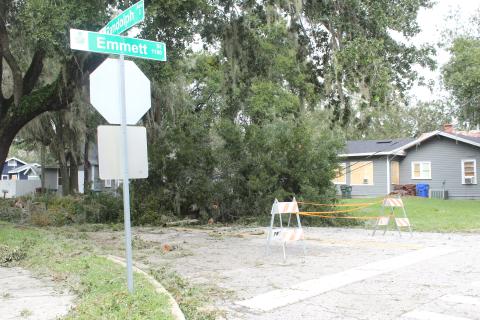 Hurricane Milton was powerful enough through Osceola County to bring some trees down onto power lines Oct. 10, like this one at Emmett Street and Randolph Avenue near downtown Kissimmee. PHOTO/KEN JACKSON
