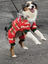 Lily is expected to make a full recovery and is already lined up for adoption to a safe home, the Sheriff said.