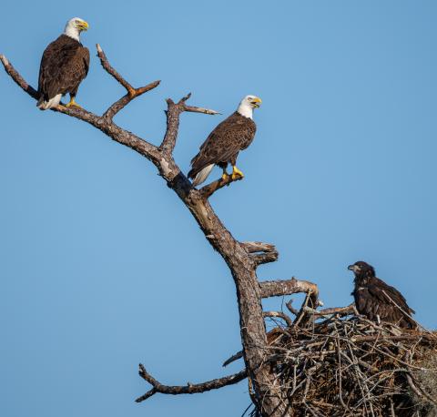 A local bird enthusiast stumbled onto, and photographed, this family of Bald Eagles in Osceola County last week. PHOTO/ROGER SIMMONS