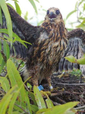 A snail kite. Photo/Caroline Poli, UF Dept. of Wildlife Ecology & Conservation