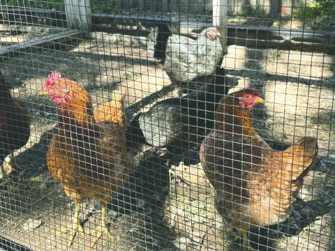 With supply down and demand still high for eggs, the only solutions right now seem to be buy them in bulk—or get chickens to produce their own. PHOTO/OSCEOLA COUNTY EXTENSION SERVICES