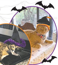 In honor of National Cat Day, enjoy some of our fine four-pawed friends. Meet Whiskey and Trouble! (Photo/Toni Rowan)