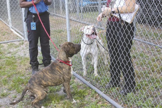 Two of the dogs who await their “fur-ever” home made an outdoor appearance last week at Osceola County Animal Services. PHOTO/KEN JACKSON