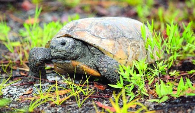 Developers who discover these animals where they are building must take care to relocate them per state guidelines.  PHOTO/MY FWC