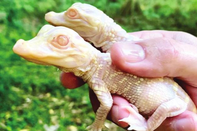 For the second year, Wild Florida’s adult albino alligators produced rare offspring. PHOTO/WILD FLORIDA