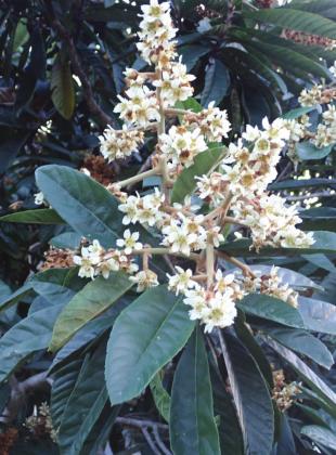 Since today is Arbor Day, why not plant a healthy Loquat tree? SUBMITTED PHOTO