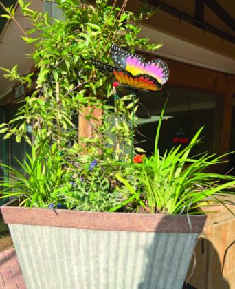 Lily’s Butterfly Garden is named after the granddaughter of Boggy Creek Airboat Adventures’ owner. PHOTO/DONASIA HARRY