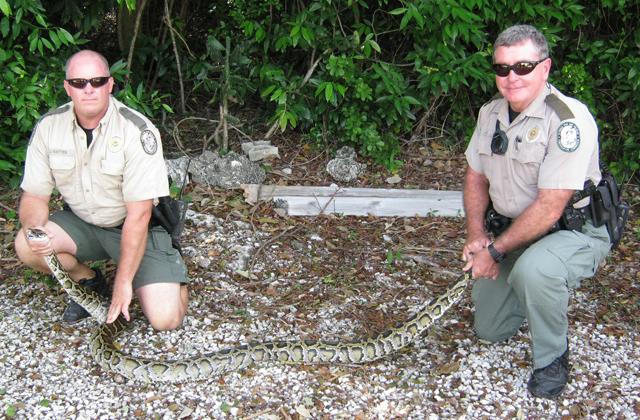 PHOTO/FLORIDA FISH AND WILDLIFE CONSERVATION COMMISSION