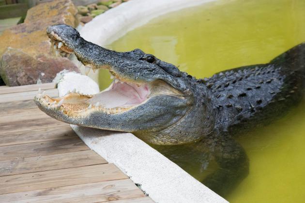 Crusher the alligator.