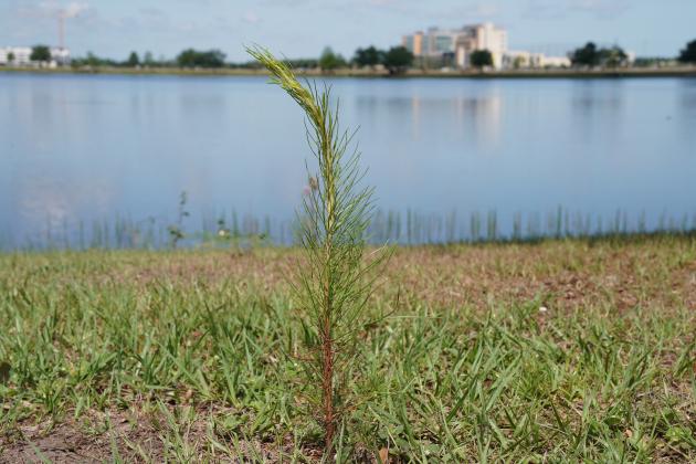 While initially small in size (6 to 8 inches on average), the seedlings are expected to grow quickly in the summer climate and could reach heights of 18 to 24 inches by the end of the season with expectations to double in height in the next year. PHOTO/COURTESY OF LAKE NONA