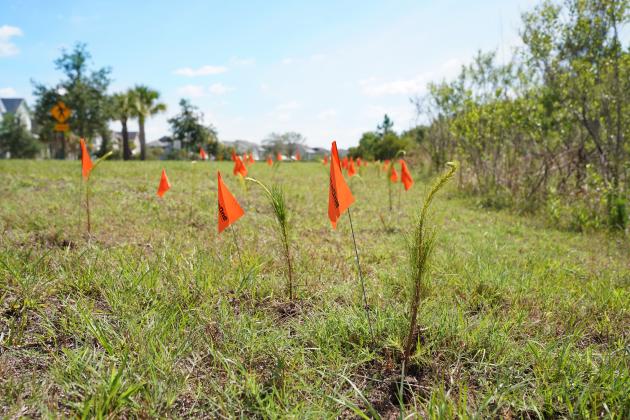 Many of the newly planted trees were set along Lake Nona’s 40 miles of trails, numerous lakes, and winding waterways to further enhance the green space. PHOTO/COURTESY OF LAKE NONA