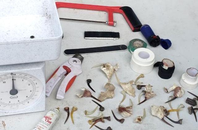 Polk County Sheriff's Office deputies found evidence of a cockfighting event including scales, files and spurs.