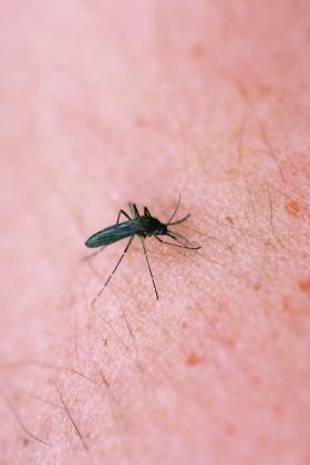 Mosquito