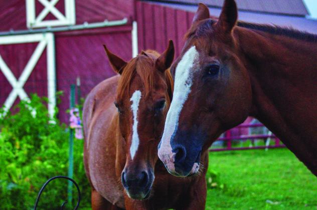 The 4-H Horse Program can be an exciting experience for both youth and their horse.