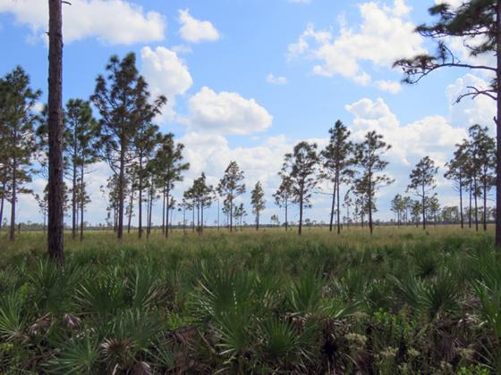 The property — which includes cattle ranchlands, citrus groves, wetlands and forests — is one of the last refuges for the endangered Florida grasshopper sparrow, and hosts many other state and federally listed species such as the Florida panther, gopher tortoise and the red-cockheaded woodpecker.