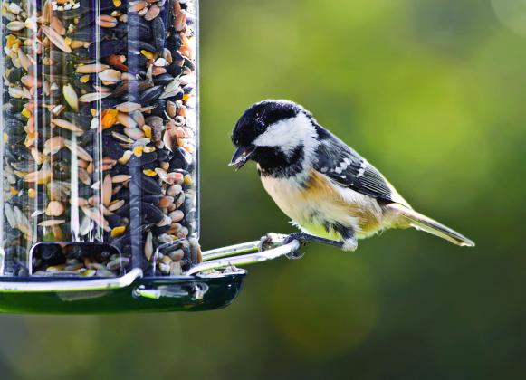 If you are interested in supplementing with bird feeders, remember to properly care for and clean the feeders. PHOTO/METRO