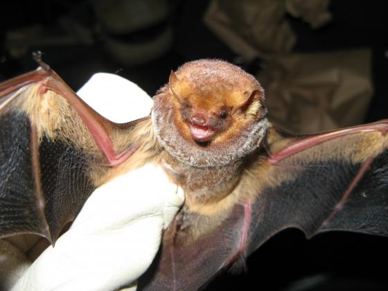 Bat maternity season is the time when bats gather to give birth and raise their young, and it runs from April 15 through Aug. 15.