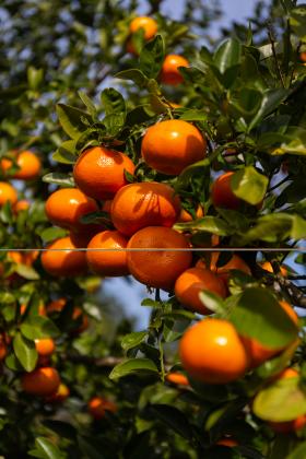 Florida citrus is harvested October through June