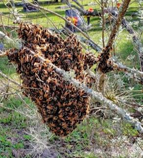 Seeing thousands of bees flying or clustering together tends to alarm people. Fear not, swarms are just looking for a new place to live and they won’t bother you. 