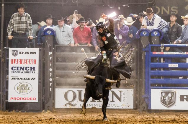 Bull rider at Ram Rodeo