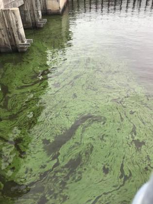 Florida Department of Health in Osceola County has issued a Health Alert for the presence of harmful blue-green algal toxins in the Kissimmee River, south of State Road 60. PHOTO/UF IFAS