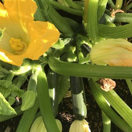 Osceola Garden Patch