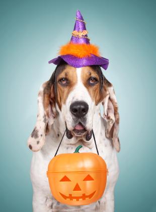 It’s Halloween for your pets, too, in Poinciana! PHOTO/METRO